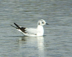 Little Gull Little Gull